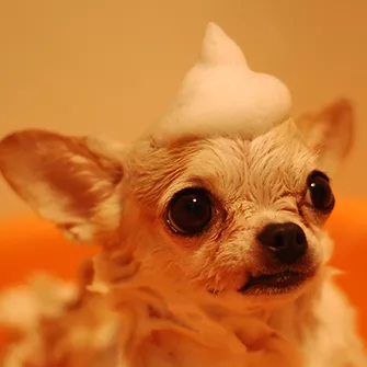 Pets shipped at random